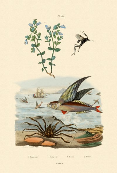 Øjentrøst, 1833-39 af French School